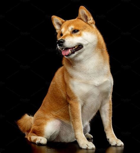 shiba inu photography|Shiba Inu Royalty